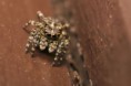 /album/salticidae/sitticus-pubescens-cf-m-jpg/